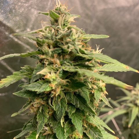 24 Tangie 2 growlog timeline photo