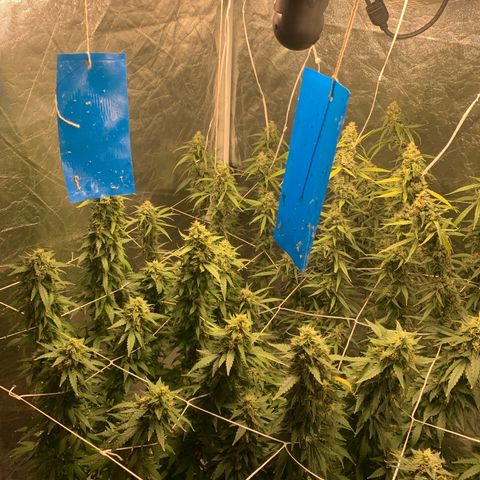 24 Tangie 2 growlog timeline photo