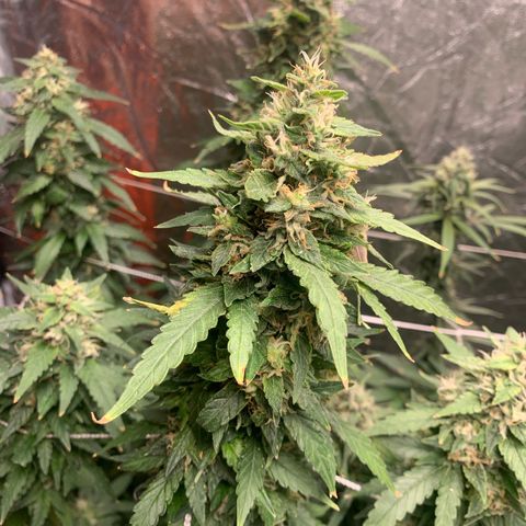 24 Tangie 2 growlog timeline photo