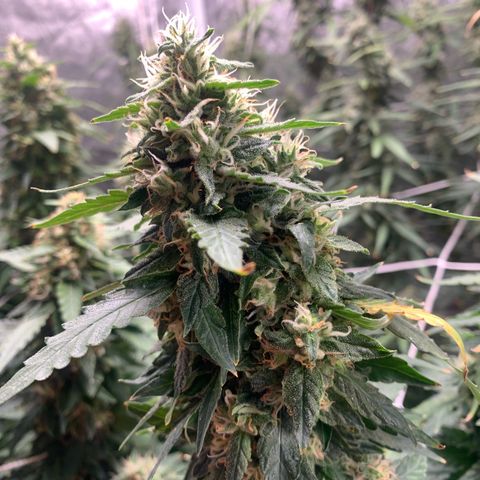 24 Tangie 2 growlog timeline photo