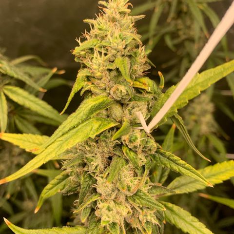 24 Tangie 2 growlog timeline photo