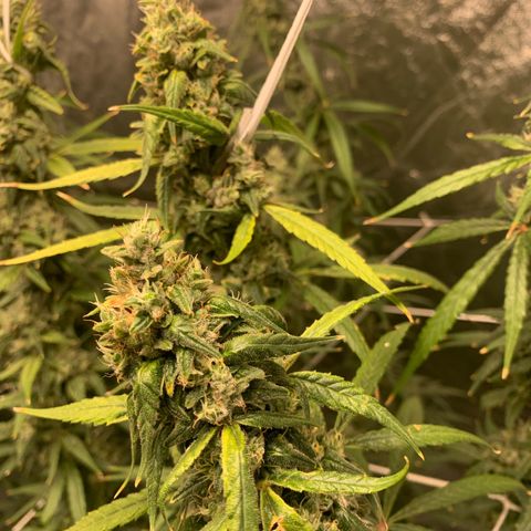 24 Tangie 2 growlog timeline photo