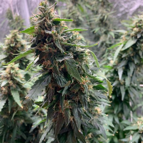 24 Tangie 2 growlog timeline photo