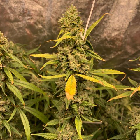 24 Tangie 2 growlog timeline photo