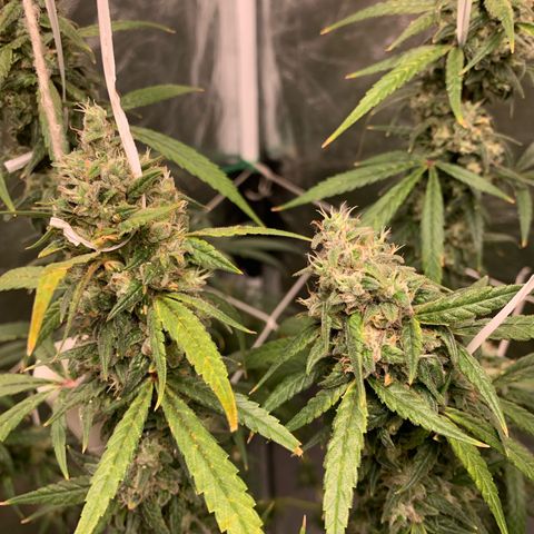 24 Tangie 2 growlog timeline photo