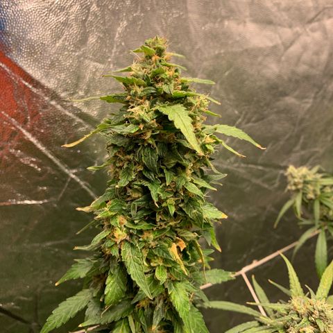 24 Tangie 2 growlog timeline photo