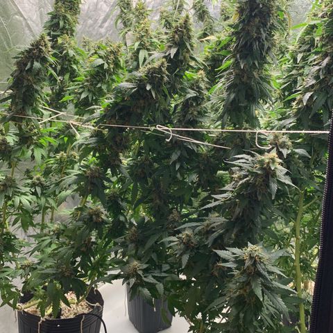24 Tangie 2 growlog timeline photo