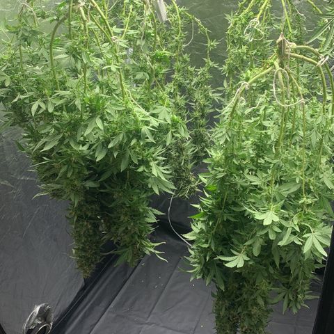 24 Tangie 2 growlog timeline photo