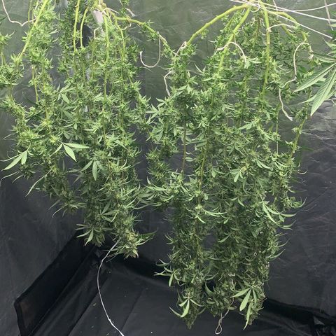 24 Tangie 2 growlog timeline photo