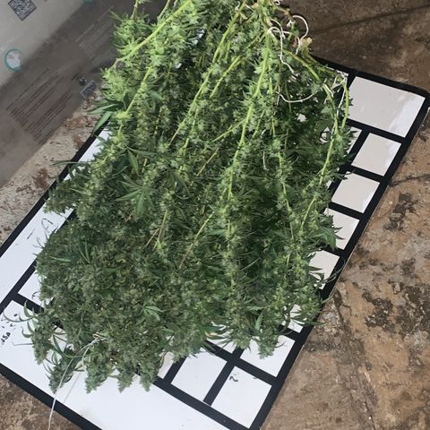 24 Tangie 2 growlog timeline photo