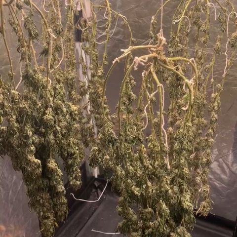 24 Tangie 2 growlog timeline photo