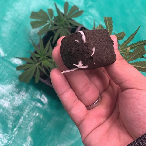 Cookies (Royal Queen Seeds) growlog photo: Primeira a sair as raízes 