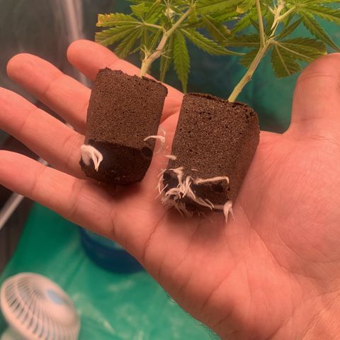 Cookies (Royal Queen Seeds) growlog timeline photo