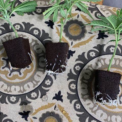 Cookies (Royal Queen Seeds) growlog timeline photo