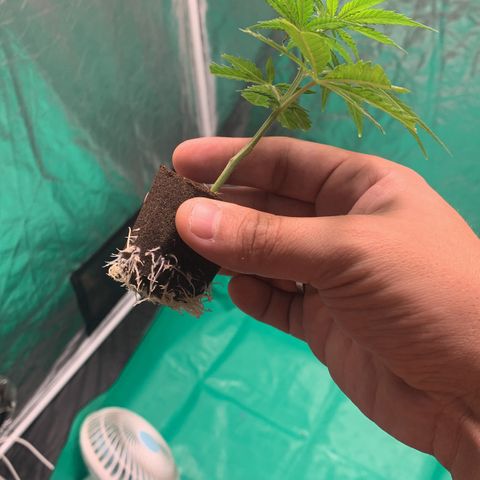 Cookies (Royal Queen Seeds) growlog timeline photo