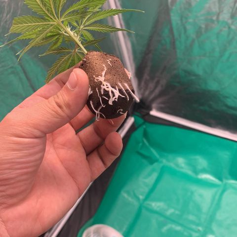 Cookies (Royal Queen Seeds) growlog timeline photo