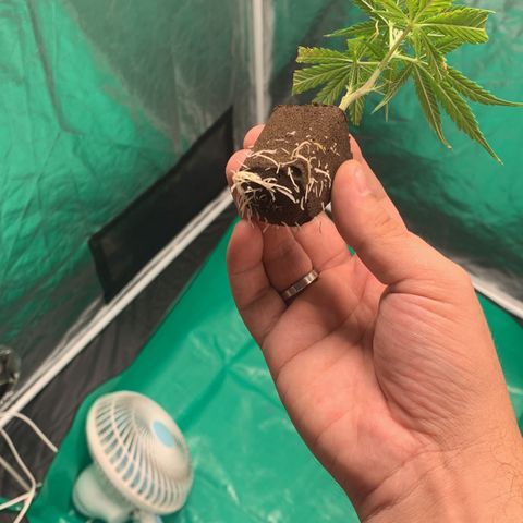 Cookies (Royal Queen Seeds) growlog timeline photo