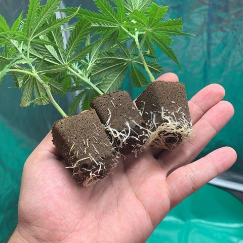 Cookies (Royal Queen Seeds) growlog timeline photo