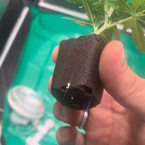 Cookies (Royal Queen Seeds) growlog timeline photo