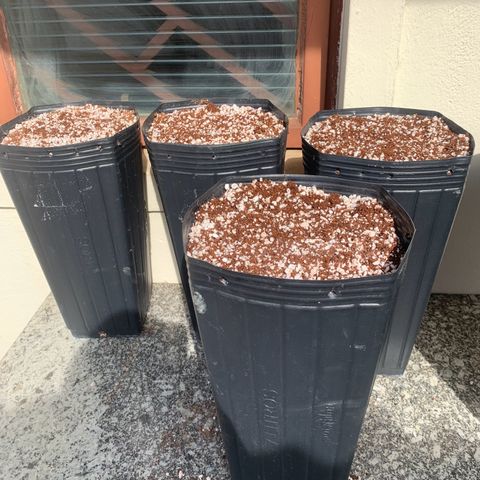 Cookies (Royal Queen Seeds) growlog photo: Cleaning for transplant