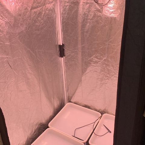 Cookies (Royal Queen Seeds) growlog photo: Cleaning for transplant