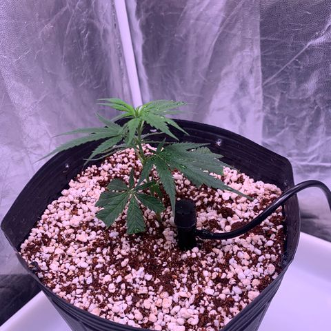 Cookies (Royal Queen Seeds) growlog photo: Ttansplant