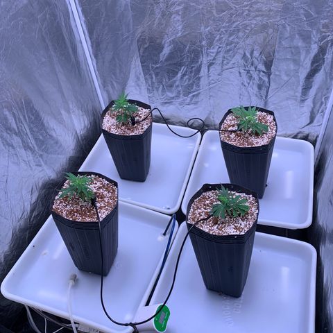Cookies (Royal Queen Seeds) growlog photo: Ttansplant