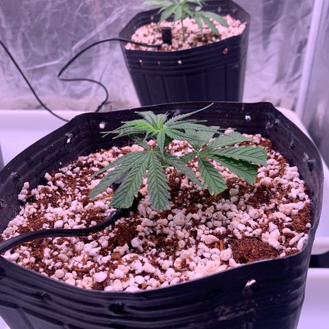 Cookies (Royal Queen Seeds) growlog photo: Ttansplant