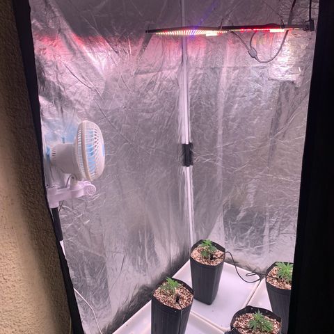 Cookies (Royal Queen Seeds) growlog photo: Ttansplant