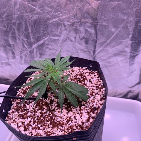 Cookies (Royal Queen Seeds) growlog photo: Ttansplant