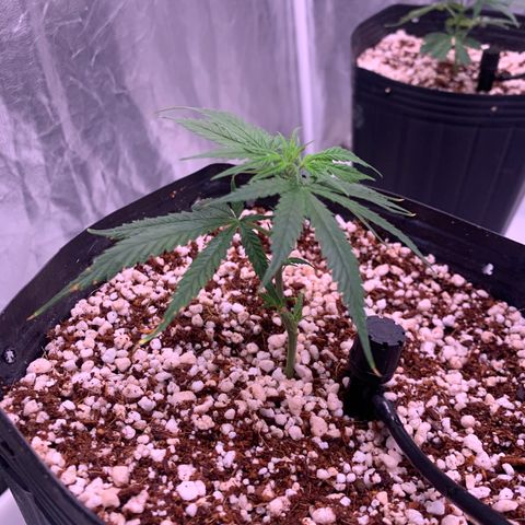 Cookies (Royal Queen Seeds) growlog photo: Ttansplant