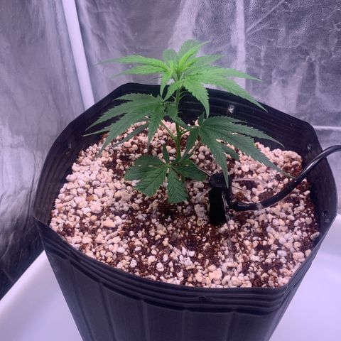 Cookies (Royal Queen Seeds) growlog timeline photo
