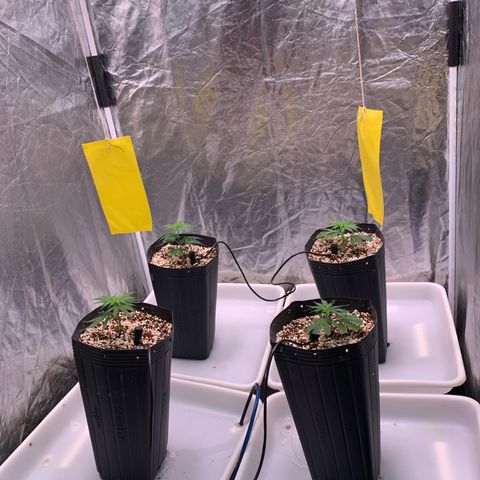 Cookies (Royal Queen Seeds) growlog timeline photo