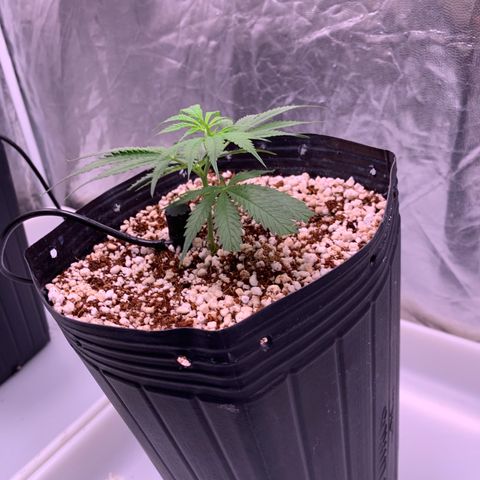 Cookies (Royal Queen Seeds) growlog timeline photo