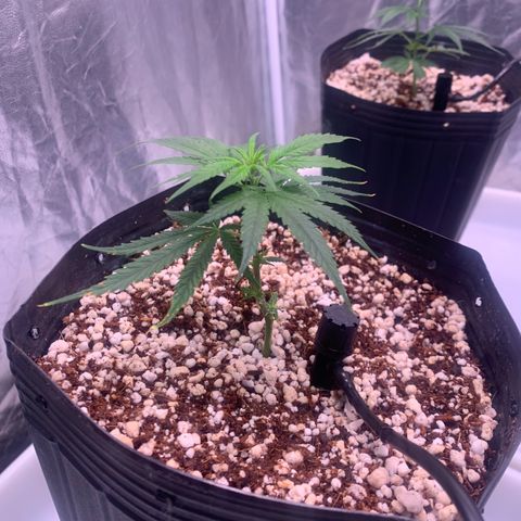 Cookies (Royal Queen Seeds) growlog timeline photo