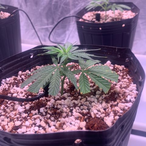 Cookies (Royal Queen Seeds) growlog timeline photo