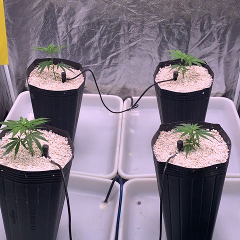 Cookies (Royal Queen Seeds) growlog photo: adding perlite to the surface of the pot