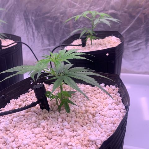 Cookies (Royal Queen Seeds) growlog timeline photo