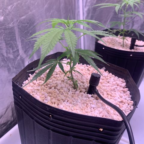 Cookies (Royal Queen Seeds) growlog timeline photo