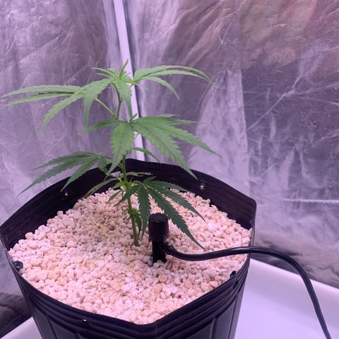 Cookies (Royal Queen Seeds) growlog timeline photo