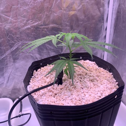 Cookies (Royal Queen Seeds) growlog timeline photo