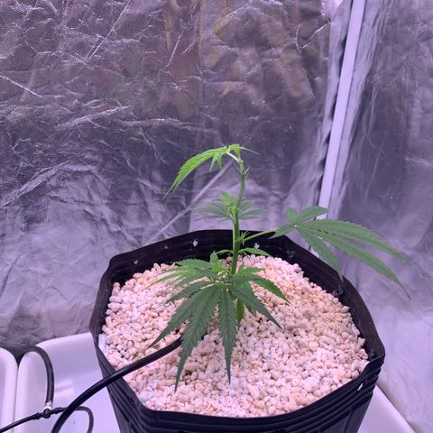 Cookies (Royal Queen Seeds) growlog photo: Poda topping