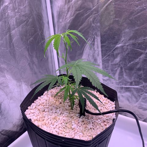 Cookies (Royal Queen Seeds) growlog photo: Poda topping