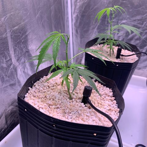Cookies (Royal Queen Seeds) growlog photo: Poda topping