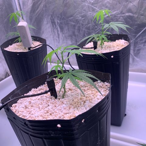 Cookies (Royal Queen Seeds) growlog photo: Poda topping