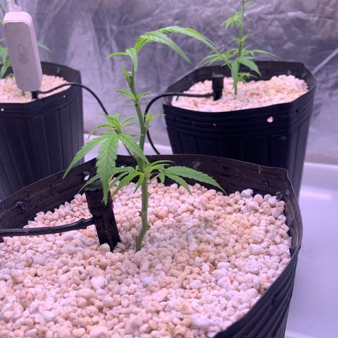 Cookies (Royal Queen Seeds) growlog timeline photo