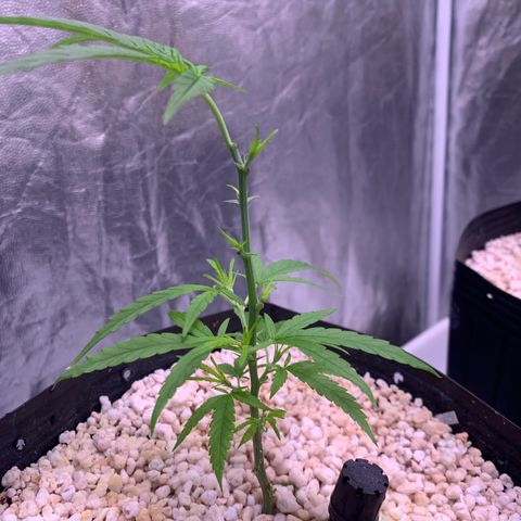 Cookies (Royal Queen Seeds) growlog timeline photo