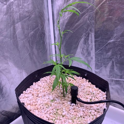 Cookies (Royal Queen Seeds) growlog timeline photo