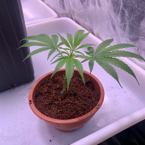 Cookies (Royal Queen Seeds) growlog timeline photo