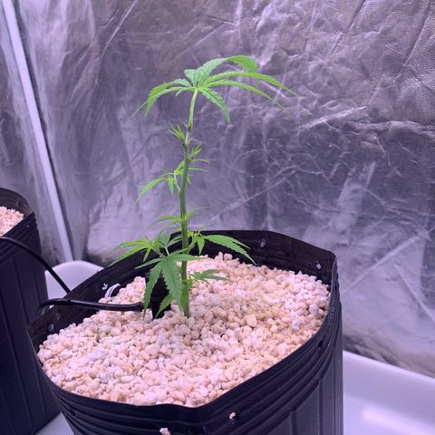 Cookies (Royal Queen Seeds) growlog timeline photo
